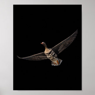 Specklebelly Gänse Shirt Weiße Vordergrinne Gänse  Poster