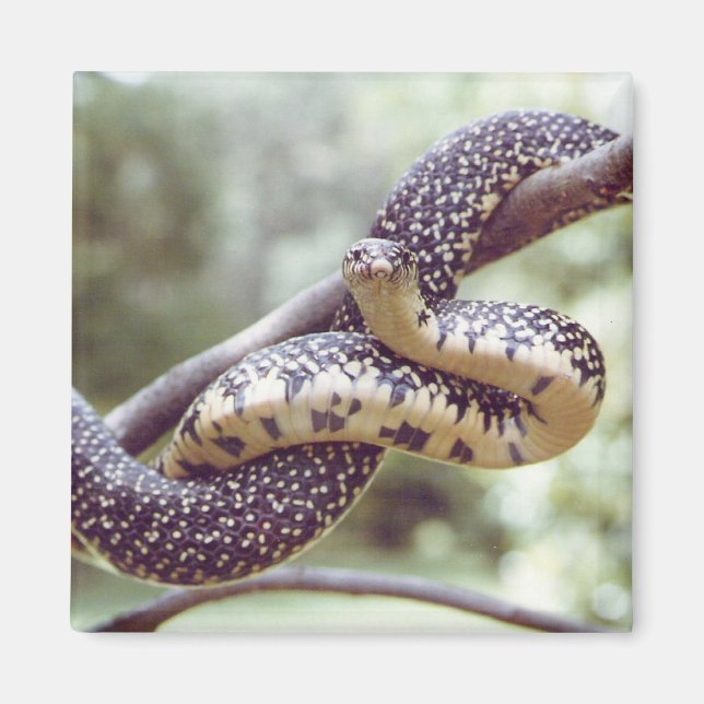 Speckled King Snake Magnet (Vorne)