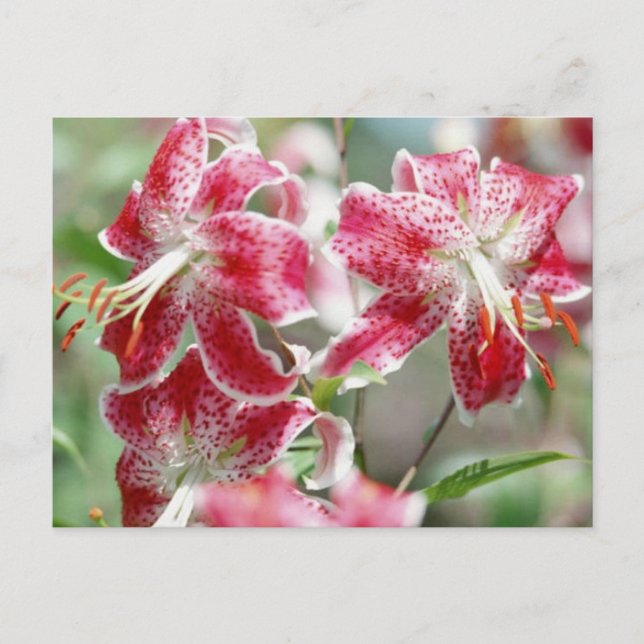 Speckled & Red ! Carte postale (Devant)