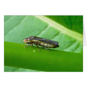 Speckled Sharpshooter Leaf Hopper Items
