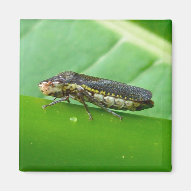 Speckled Sharpshooter Leaf Hopper Items Magnet (Vorne)