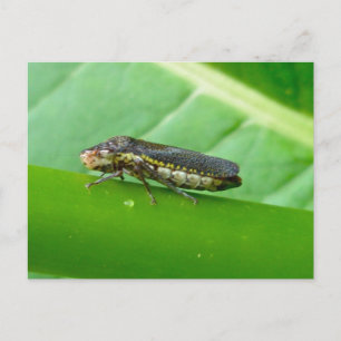 Speckled Sharpshooter Leaf Hopper Items Postkarte