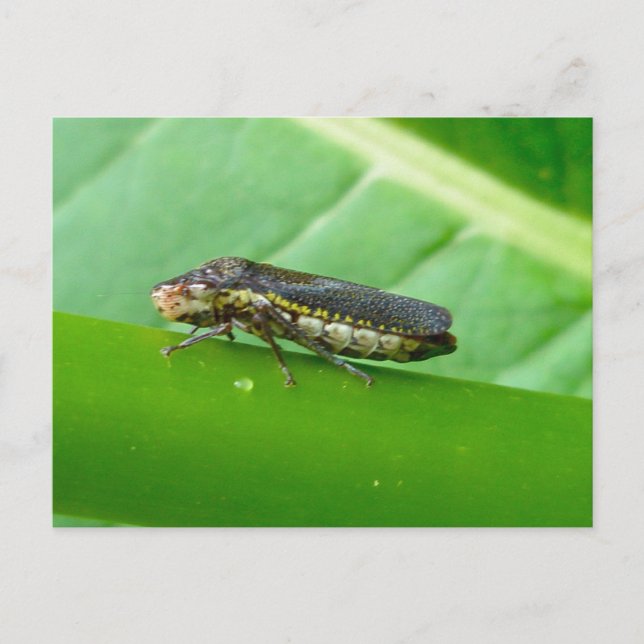 Speckled Sharpshooter Leaf Hopper Items Postkarte (Vorderseite)