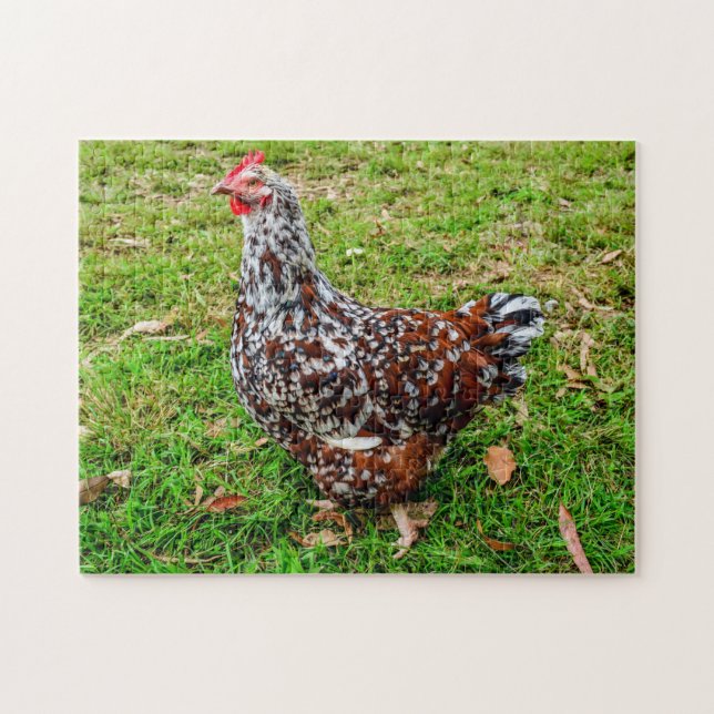 Speckled Sussex Calico Chicken Hen (Horizontal)
