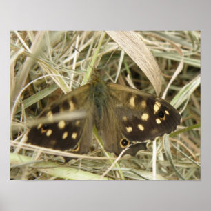 Speckled Wood Butterfly Print Poster