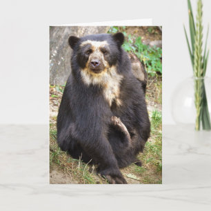 Spectacled Bear Scratchings Karte