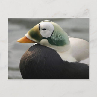 Spectacled Eider Postkarte
