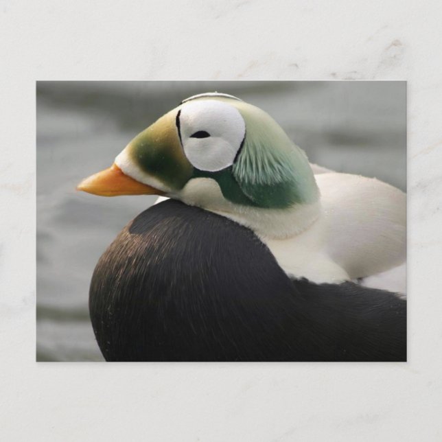 Spectacled Eider Postkarte (Vorderseite)