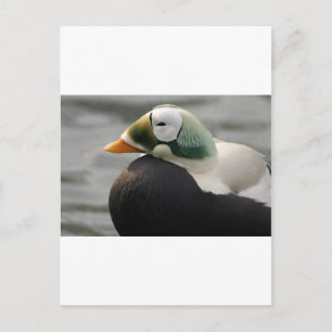 Spectacled Eider Postkarte