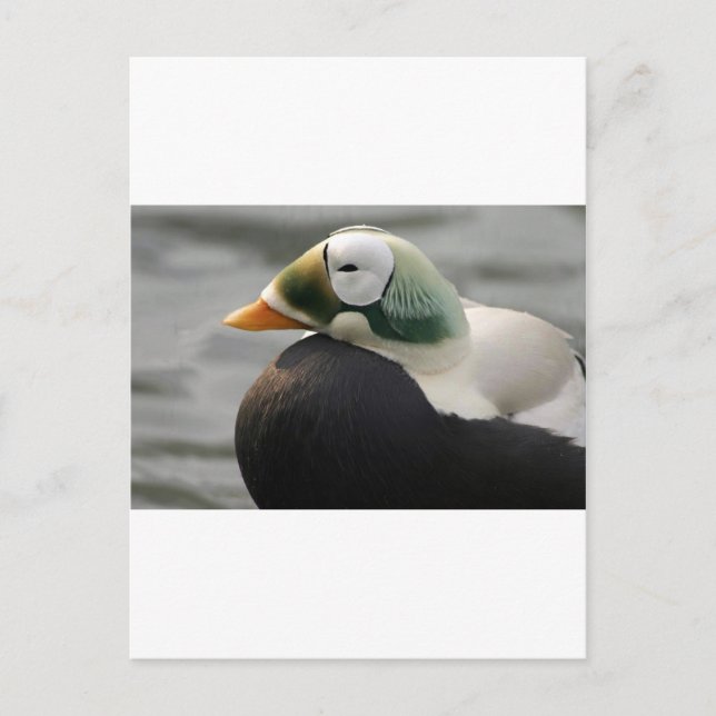 Spectacled Eider Postkarte (Vorderseite)