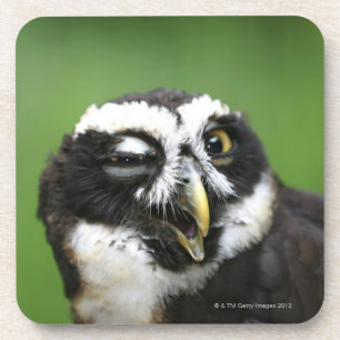 Spectacled Eule (Pulsatrix perspicillata) Untersetzer
