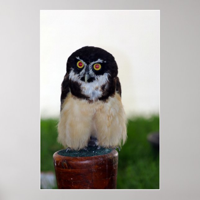 Spectacled Owl Poster (Vorne)