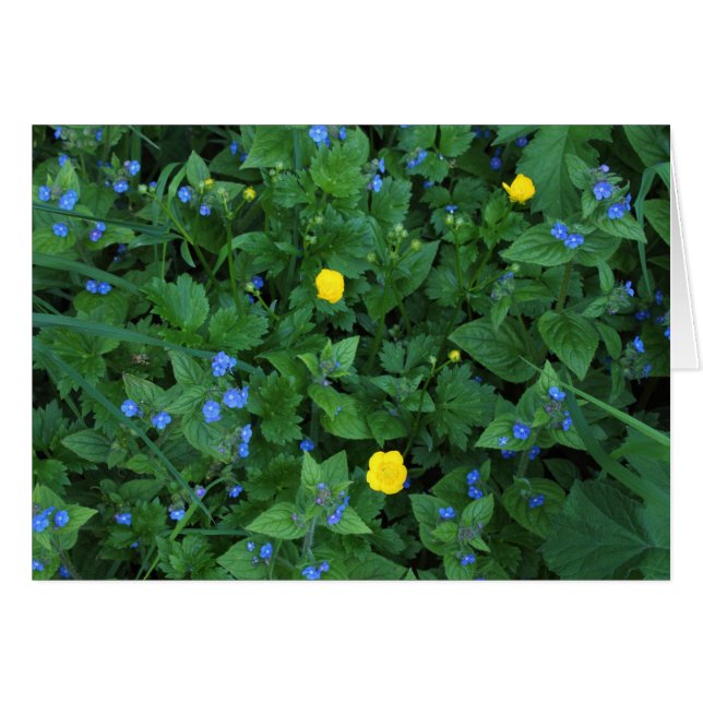 Speedwell et Buttercups (Devant horizontal)