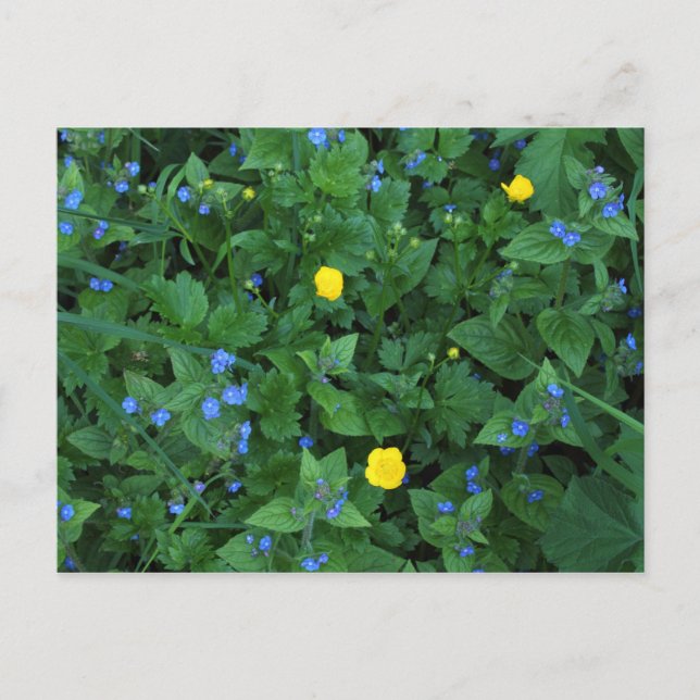 Speedwell und Buttercups Postkarte (Vorderseite)