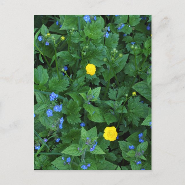 Speedwell und Buttercups Postkarte (Vorderseite)