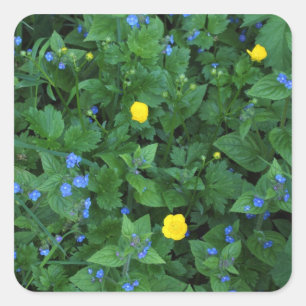 Speedwell und Buttercups Quadratischer Aufkleber