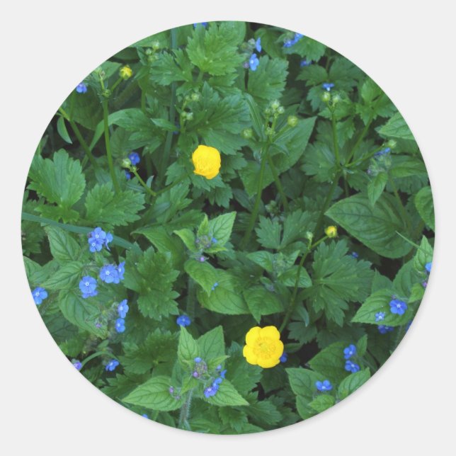 Speedwell und Buttercups Runder Aufkleber (Vorderseite)