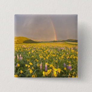 Spekatakuläre Wildblumenwiese bei Sonnenaufgang in Button