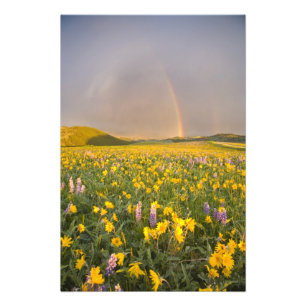 Spekatakuläre Wildblumenwiese bei Sonnenaufgang in Fotodruck