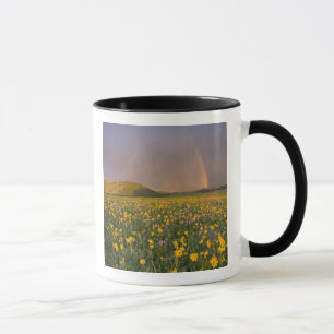 Spekatakuläre Wildblumenwiese bei Sonnenaufgang in Tasse