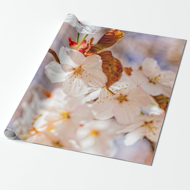 Spektakuläre Sakura-Blume. Hanami Season Geschenkpapier (Ungerollt)