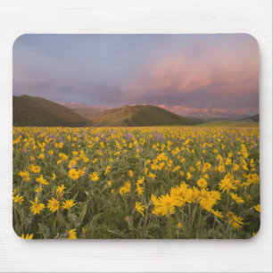 Spektakuläre Wildblume Wiese bei Sonnenaufgang Mousepad