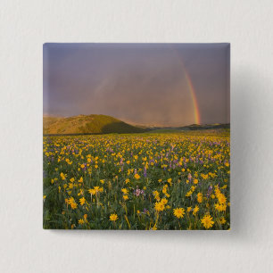 Spektakuläre Wildblumenwiese bei Sonnenaufgang in Button