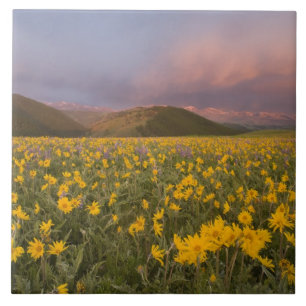 Spektakuläre Wildblumenwiese bei Sonnenaufgang in  Fliese