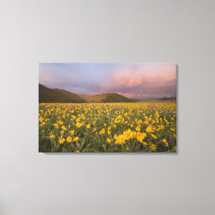 Spektakuläre Wildblumenwiese bei Sonnenaufgang in  Leinwanddruck