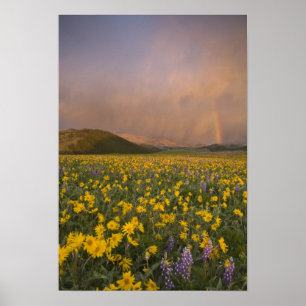 Spektakuläre Wildblumenwiese bei Sonnenaufgang in Poster