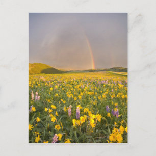 Spektakuläre Wildblumenwiese bei Sonnenaufgang in Postkarte