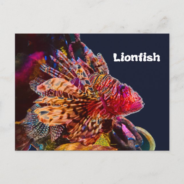 Spektakulärer Lionfisch Postkarte (Vorderseite)