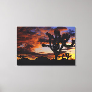 Spektakulärer Sonnenaufgang auf Joshua Tree Natio Leinwanddruck