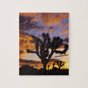 Spektakulärer Sonnenaufgang im Joshua-Tree-Nation