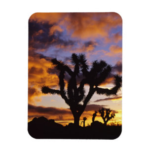 Spektakulärer Sonnenaufgang im Joshua-Tree-Nation Magnet