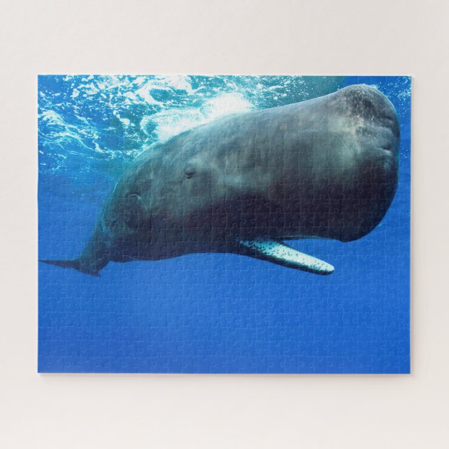 Sperm Whale (Horizontal)