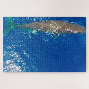 Sperm Whale