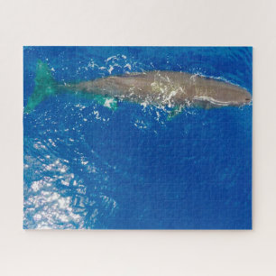 Sperm Whale