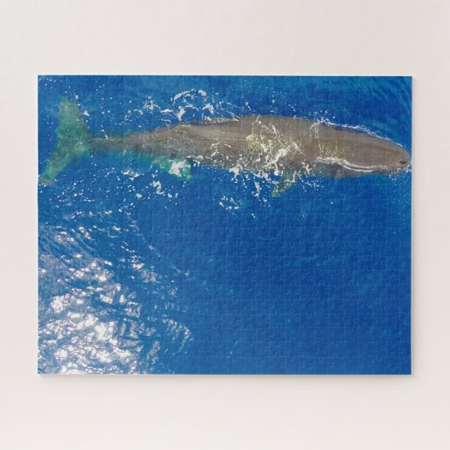 Sperm Whale (Horizontal)