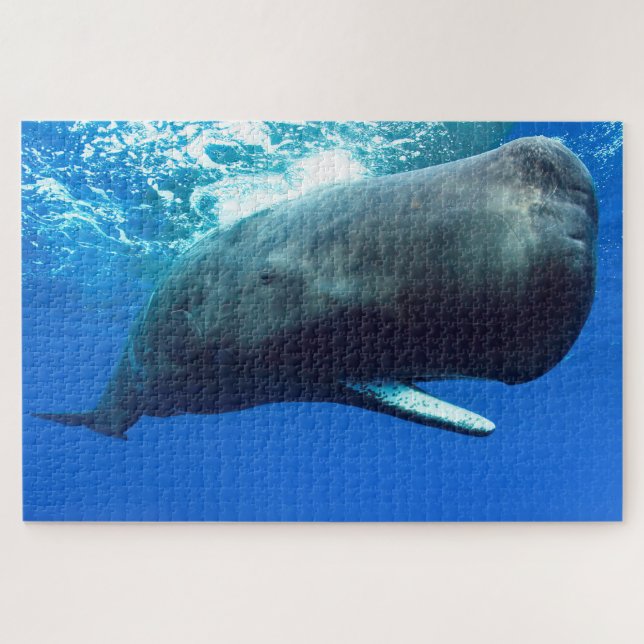 Sperm Whale (Horizontal)