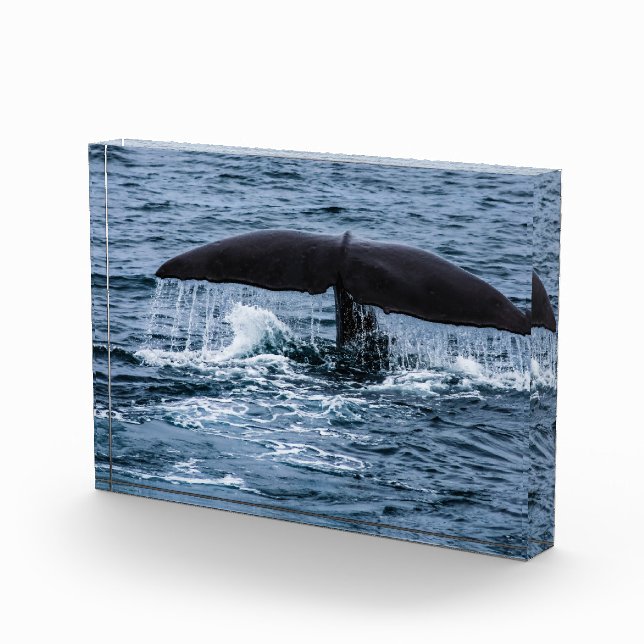 Sperm Whale Fotoblock (Rechts)