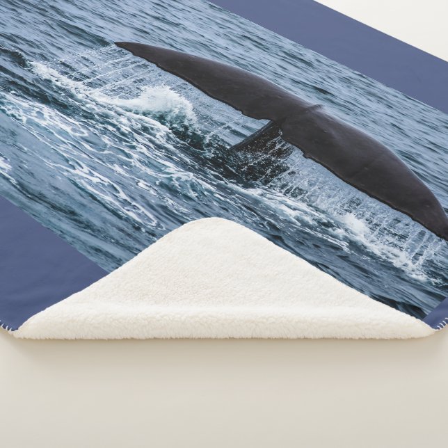 Sperm Whale Sherpadecke (3/4)