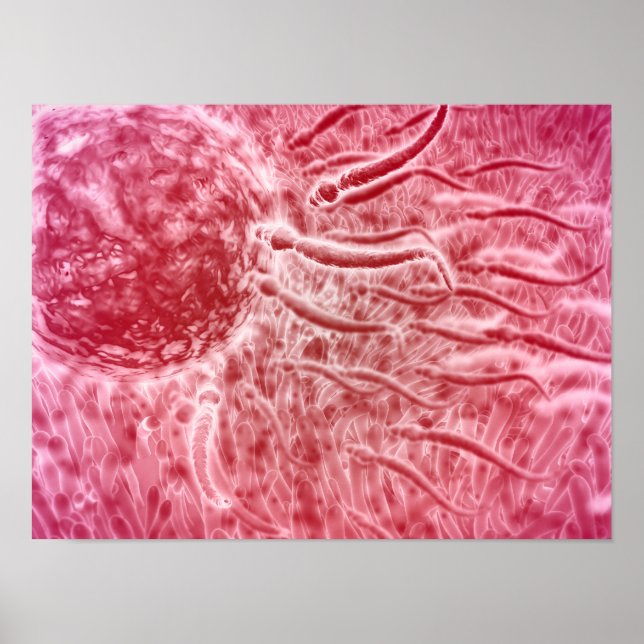 Spermien, die mit Cellia zu Ei reisen Poster (Vorne)