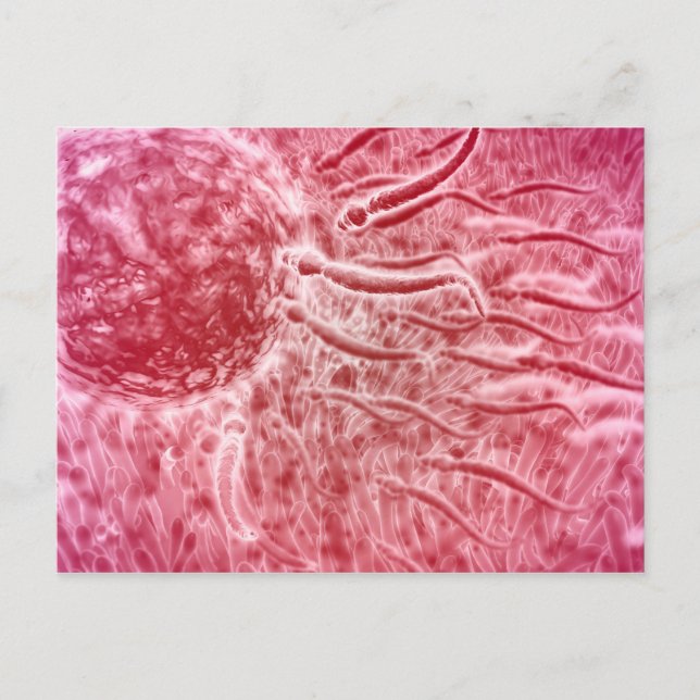 Spermien, die mit Cellia zu Ei reisen Postkarte (Vorderseite)