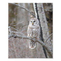 Sperranlage in einem Vogelbaum