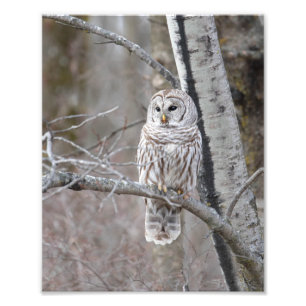 Sperranlage in einem Vogelbaum Fotodruck