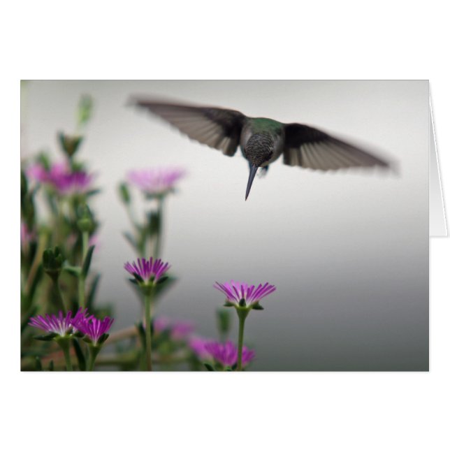Spezielle Hummingbird-Karte (Vorderseite (Horizontal))