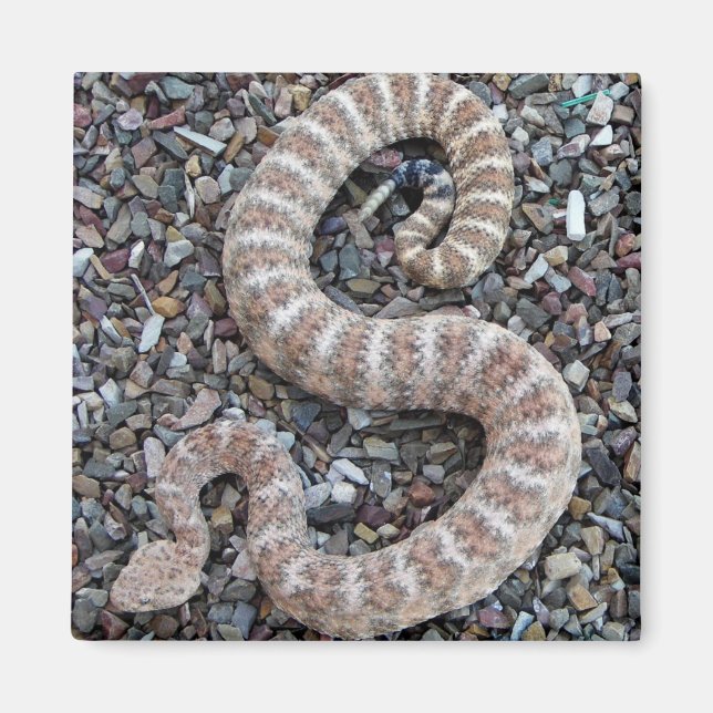 SPEZKELRATTLESNAKE Snake Magnet (Vorne)