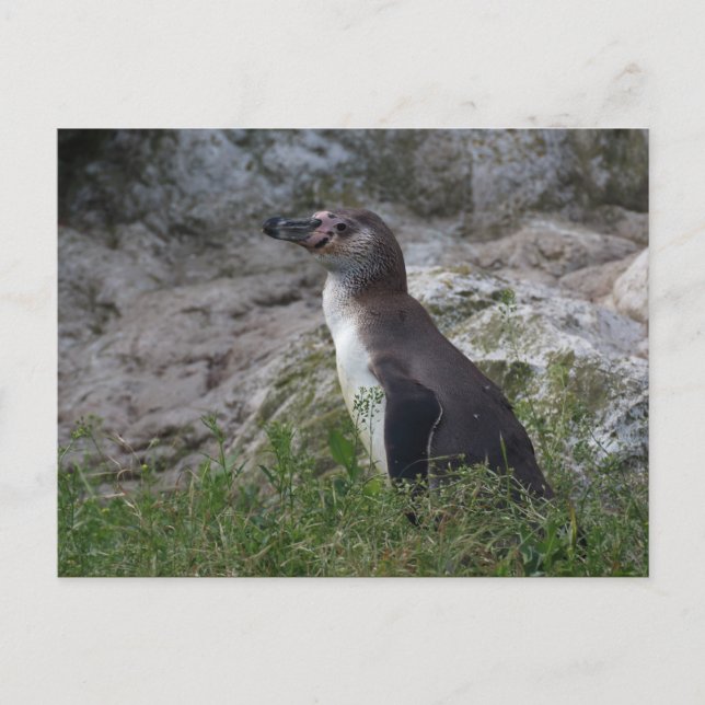 Spheniscus humboldti postkarte (Vorderseite)