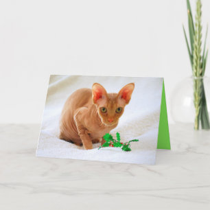 Sphinx Cat Holly Frohe Weihnachten